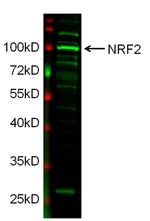 Rabbit IgG (H+L) Secondary Antibody in Western Blot (WB)