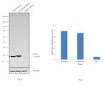 Rat IgG (H+L) Secondary Antibody in Western Blot (WB)