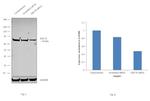 Rat IgG (H+L) Secondary Antibody in Western Blot (WB)