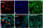 Human IgG Fc Cross-Adsorbed Secondary Antibody in Immunocytochemistry (ICC/IF)