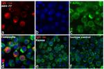 Human IgG Fc Cross-Adsorbed Secondary Antibody in Immunocytochemistry (ICC/IF)