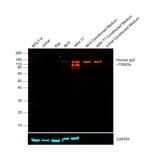 Human IgG Fc Cross-Adsorbed Secondary Antibody in Western Blot (WB)