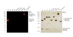 Human IgG Fc Cross-Adsorbed Secondary Antibody in Western Blot (WB)