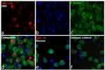 Human IgG Fc Cross-Adsorbed Secondary Antibody in Immunocytochemistry (ICC/IF)