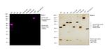 Human IgG Fc Cross-Adsorbed Secondary Antibody in Western Blot (WB)