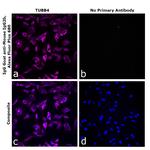 Mouse IgG2b Secondary Antibody in Immunocytochemistry (ICC/IF)