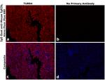 Mouse IgG2b Secondary Antibody in Immunohistochemistry (Paraffin) (IHC (P))