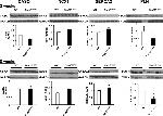 SERCA2 ATPase Antibody in Western Blot (WB)