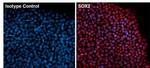 SOX2 Antibody in Immunocytochemistry (ICC/IF)