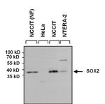 SOX2 Antibody in Western Blot (WB)