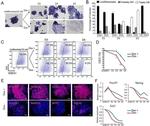 SOX2 Antibody in Immunocytochemistry (ICC/IF)