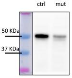 SUV39H1 Antibody in Western Blot (WB)