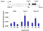 SOX2 Antibody in ChIP Assay (ChIP)