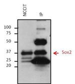 SOX2 Antibody in Immunoprecipitation (IP)