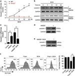 CD284 (TLR4) Antibody in Flow Cytometry (Flow)