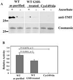 TMT Antibody in Western Blot (WB)