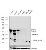 GATA3 Antibody in Western Blot (WB)