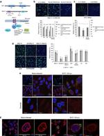 VCP Antibody in Immunocytochemistry (ICC/IF)