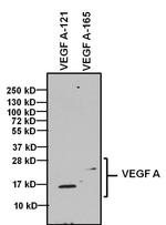 VEGF Antibody in Western Blot (WB)