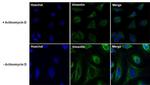 Vimentin Antibody in Immunocytochemistry (ICC/IF)