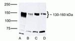 ZO-2 Antibody in Western Blot (WB)