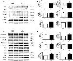 PP2A alpha Antibody in Western Blot (WB)