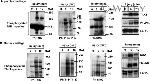 Phospho-JNK1/JNK2 (Thr183, Tyr185) Antibody in Western Blot (WB)