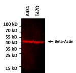 beta Actin Antibody in Western Blot (WB)