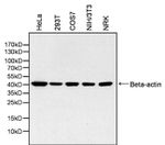 beta Actin Antibody in Western Blot (WB)