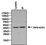 beta Actin Antibody in Immunoprecipitation (IP)