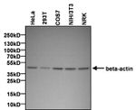 beta Actin Antibody in Western Blot (WB)