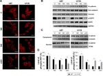 Vinculin Antibody in Western Blot (WB)