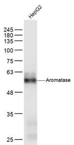 Aromatase Antibody in Western Blot (WB)