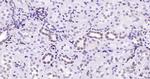 Lamin A/C Antibody in Immunohistochemistry (Paraffin) (IHC (P))