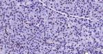 Lamin A/C Antibody in Immunohistochemistry (Paraffin) (IHC (P))