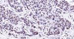 Lamin A/C Antibody in Immunohistochemistry (Paraffin) (IHC (P))