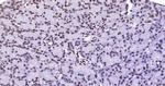 Lamin A/C Antibody in Immunohistochemistry (Paraffin) (IHC (P))