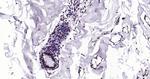 Lamin A/C Antibody in Immunohistochemistry (Paraffin) (IHC (P))