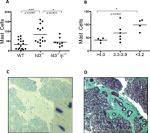 CD117 (c-Kit) Antibody in Immunohistochemistry (IHC)