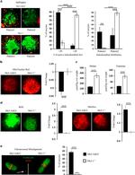 alpha Tubulin Antibody in Immunocytochemistry (ICC/IF)