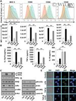 CD40 Antibody in Flow Cytometry (Flow)