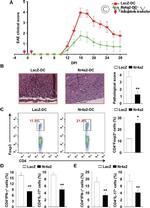 IL-17A Antibody in Flow Cytometry (Flow)