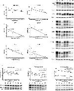 GSK3 alpha/beta Antibody in Western Blot (WB)