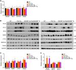 SERCA2 ATPase Antibody in Western Blot (WB)