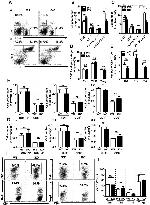 IL-17A Antibody in Flow Cytometry (Flow)