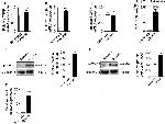 SMAD2 Antibody in Western Blot (WB)