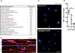 Ki-67 Antibody in Immunocytochemistry (ICC/IF)