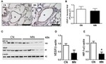 beta Actin Antibody in Western Blot (WB)