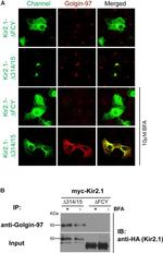 Golgin-97 Antibody in Immunocytochemistry, Immunoprecipitation (ICC/IF, IP)