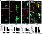 iNOS Antibody in Immunohistochemistry (Frozen) (IHC (F))